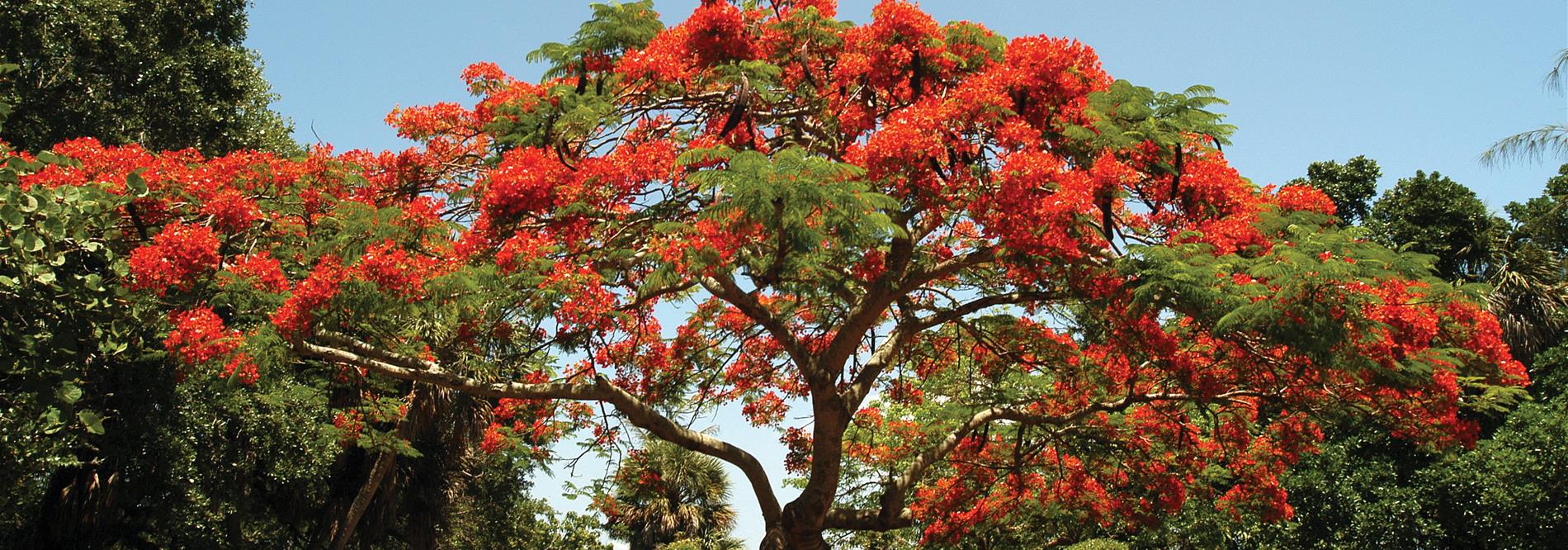 Poinciana